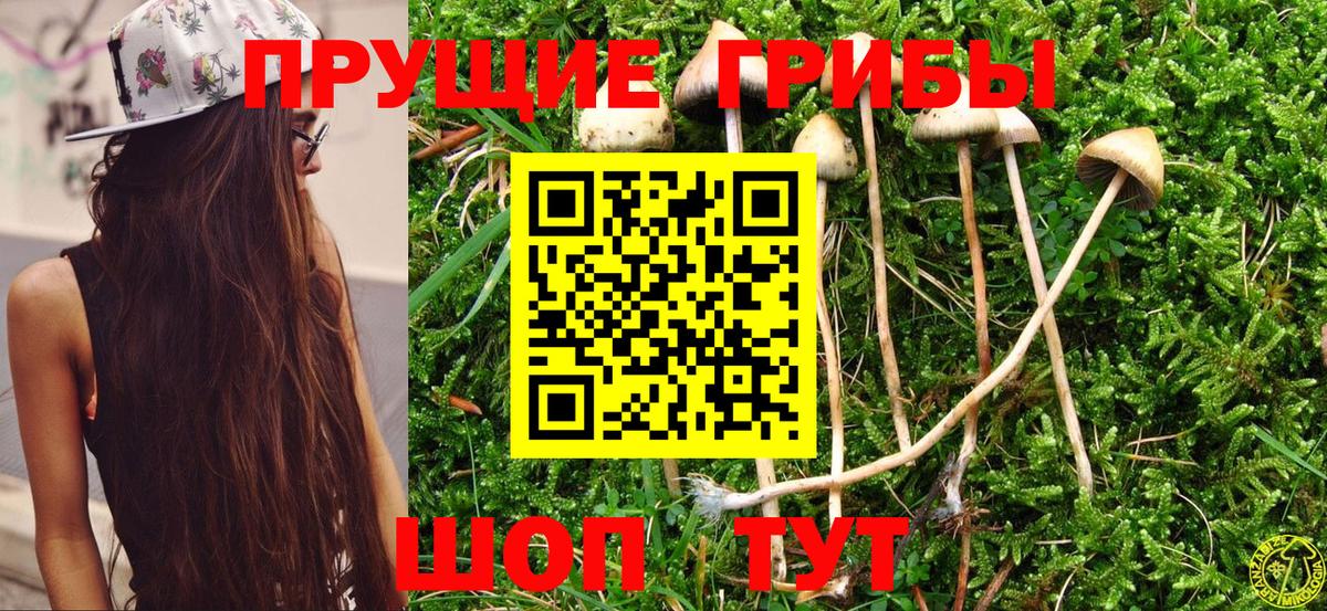 Псилоцибиновые грибы Psilocybine cubensis Кимры